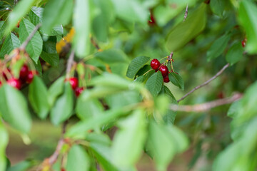 Ripe cherries hanging on tree branch among green leaves
