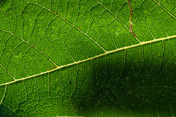Macro of green leaf showing detailed vein structure
