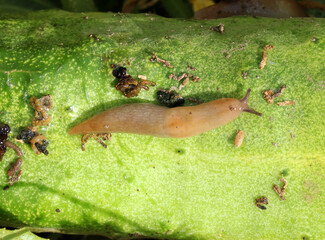 Slugs (molluscs of the gastropod class)  on vegetable crops