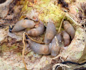 Slugs (molluscs of the gastropod class)  on vegetable crops