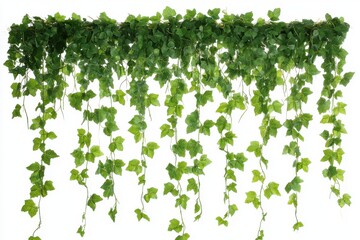 Hanging green ivy decoration isolated on white background