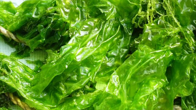 A close-up view of a macroscopic algae with a leaf-like flattened thallus and a light to dark green color. Sea lettuce is a new food source for humans.