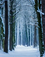 Velvet Midnight Forest in Enchanted Night Shadows