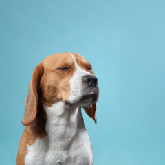 A beagle sits with its eyes gently closed, appearing peaceful and relaxed against a soft blue...
