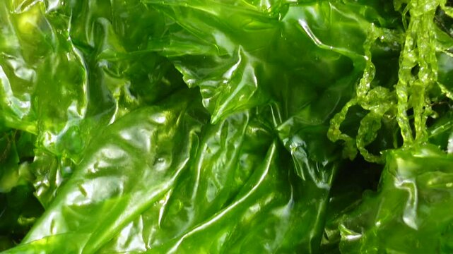A close-up view of a macroscopic algae with a leaf-like flattened thallus and a light to dark green color. Sea lettuce is a new food source for humans.