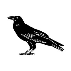 Obraz premium crow, vector sketch