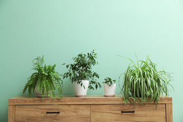 Wooden cabinet with houseplants near green wall indoors