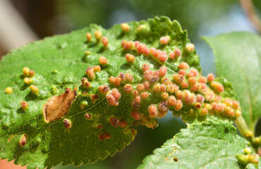 Plum mite galls (Acalitus phloeocoptes, Aceria phloeocoptes) on plum leaves
