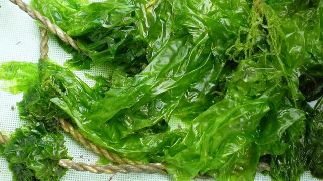 A close-up view of a macroscopic algae with a leaf-like flattened thallus and a light to dark green color. Sea lettuce is a new food source for humans.