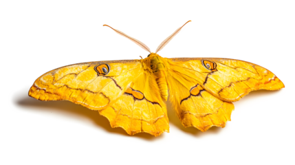 A yellow butterfly with brown spots on its wings