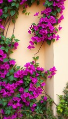 Fototapeta premium Bougainvillea vines, vibrant pink and purple, twist around a weathered beige wall corner, photography, exterior