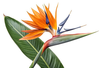 Obraz premium Bird of Passion