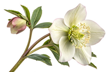 Obraz premium Hellebore 