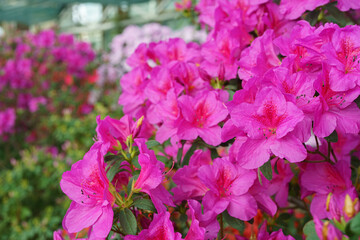 Blooming pink japan Azalea Ericaceae flowers, rhododendron flower macro, background. Evergreen...