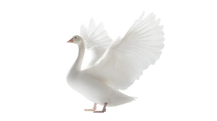 White domestic goose on a white background 