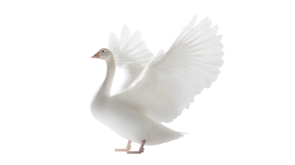 White domestic goose on a white background 
