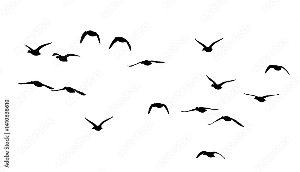 Wall mural flock of birds silhouette isolated on transparent clear background