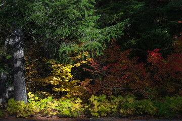 Obraz premium Autumn foliage contrasts with evergreens in serene Oregon forest landscape