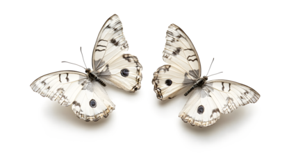 Two white butterflies with black spots on their wings