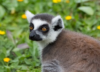 Various wild animals. Ring-tailed lemur photos.