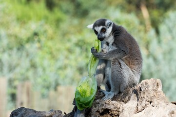 Various wild animals. Ring-tailed lemur photos.