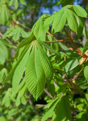 Beautiful close-up of the leaves of aesculus hippocastanum