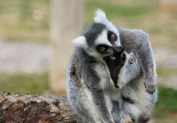 Various wild animals. Ring-tailed lemur photos.