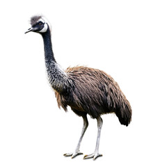 emu bird isolated on transparent background