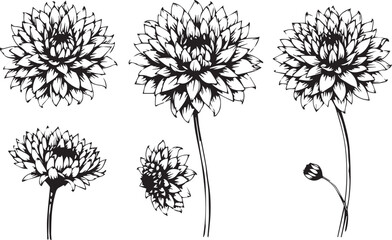 Set of chrysanthemum flowers. Hand drawn vector illustration