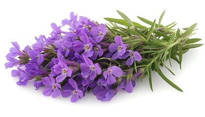 Fototapeta premium Lilac Flowers Bouquet Studio Shot