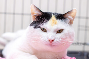 There is a black and white cat that has a yellow spot on its head