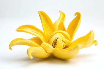 Ylang ylang flower isolated on a clean white background The tropical flower yellow petals and unique structure are captured with sharp details showcasing its distinct beauty