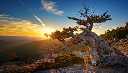 An old juniper tree in the mountains against the sunset A fallen withered tree