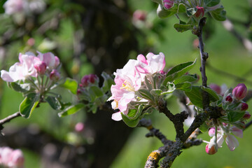 Blossoming fruit tree close up in spring sunshine with depth of field.