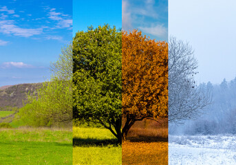 Collage of images of a tree seen in the four seasons. Four seasons in the same place