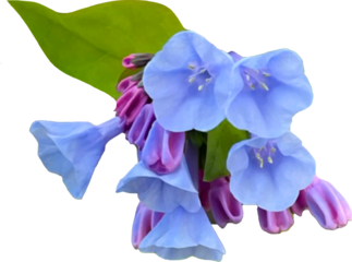 blue flower