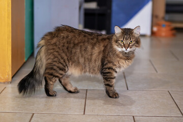 There is a cat standing on a tiled floor while looking directly at the camera