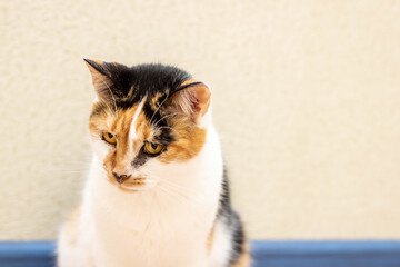 A calico cat sits in front of a wall, looking at the camera