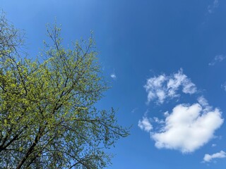 Tree green leaves, blue sky and white clouds.
