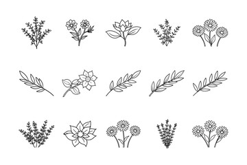 Fototapeta premium Lavender Flower Svg
