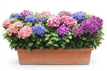 Fototapeta premium A terracotta planter overflowing with vibrant pink, purple, and blue hydrangeas.