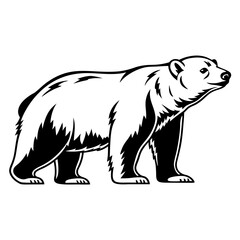Obraz premium Majestic Grizzly Bear in Profile – High-Resolution Wildlife Studio Portrait