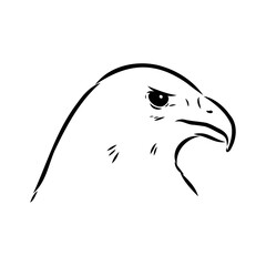 eagle, vector sketch
