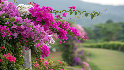 Obraz premium Bougainvillea glabra, the lesser bougainvillea or paperflower,[3] is the most common species of bougainvillea used for bonsai.[4] The epithet 'glabra' comes from Latin and means 