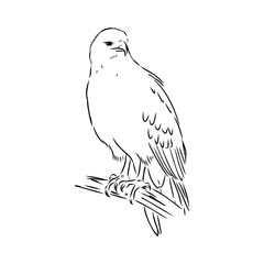 eagle, vector sketch