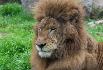 photos of grumpy lion taken during walk
