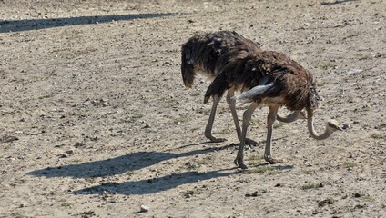 photos of wild animals and ostriches