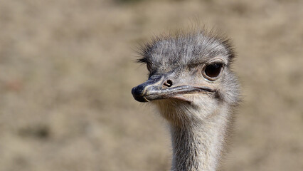 photos of wild animals and ostriches