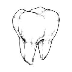 vector line art drawing illustration of a tooth