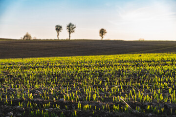 Spring landscape at sunset with fields where wheat is beginning to grow